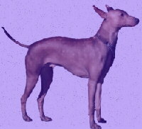 Mexikanischer Nackthund Foto vom Hund