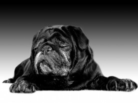Mops Foto vom Hund