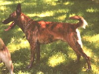 Nederlandse Herdershond Foto vom Hund