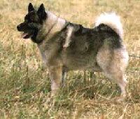 Norwegischer Elchhund Foto vom Hund