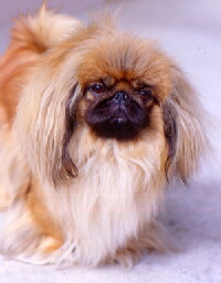 Pekinese Foto vom Hund
