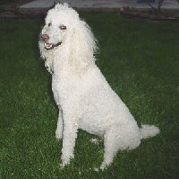 Pudel Foto vom Hund
