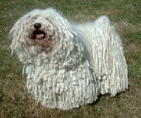 Puli Foto vom Hund
