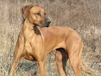 Rhodesian Ridgeback Foto vom Hund