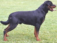 Rottweiler Foto vom Hund