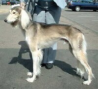 Saluki Foto vom Hund