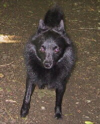 Schipperke Foto vom Hund