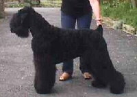 Schwarzer Russischer Terrier Foto vom Hund