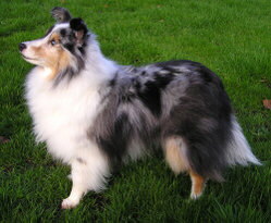 Shetland Sheepdog Foto vom Hund