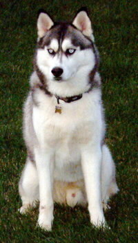 Siberian Husky Foto vom Hund