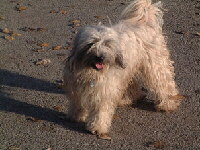 Tibet Terrier Foto vom Hund