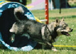 Vstgtaspets Foto vom Hund