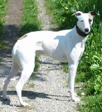 Whippet Foto vom Hund