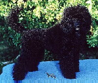 Zwergpudel Foto vom Hund